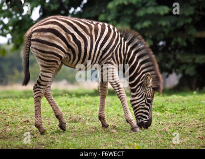 Chapman's Zebra (Equus burchelli chapmani) capretti pascolare Foto Stock