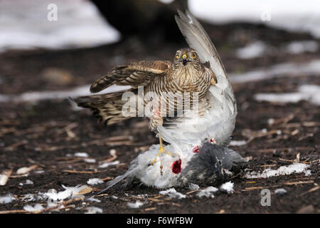 Eurasian sparviero catturato piccioni selvatici Foto Stock