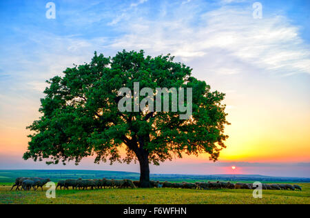 Pecore nei pressi di una vecchia quercia al tramonto Foto Stock