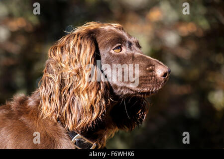 Chocolate Brown (fegato) English Cocker Spaniel cane testa ritratto vista laterale all'esterno. Scozia UK Gran Bretagna Foto Stock