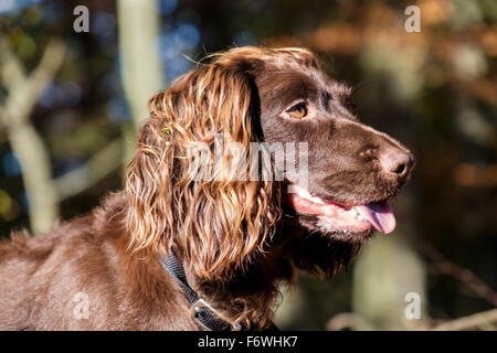 Chocolate Brown (fegato) English Cocker Spaniel cane testa ritratto profilo laterale nel bosco all'esterno. Regno Unito Gran Bretagna Foto Stock