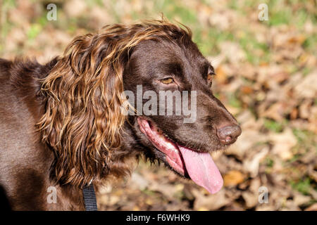 Chocolate Brown (fegato) English Cocker Spaniel cane con linguetta appendere fuori nel bosco all'esterno. Regno Unito Gran Bretagna Foto Stock