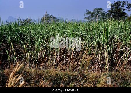 Saraburi, Thailandia: Un campo verde di canna da zucchero, un grande prodotto commerciale, che cresce su una farm tailandese Foto Stock