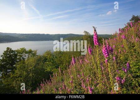 Foxglove Digitalis purpurea in corrispondenza del bordo di un legno, vista sull'Rur serbatoio, Eifelsteig Hiking trail, Nationalpark Eifel, e Foto Stock