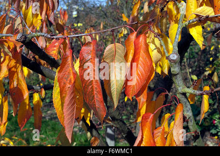 Herbstimpression, Kirschbaum, davina, Herbst Foto Stock