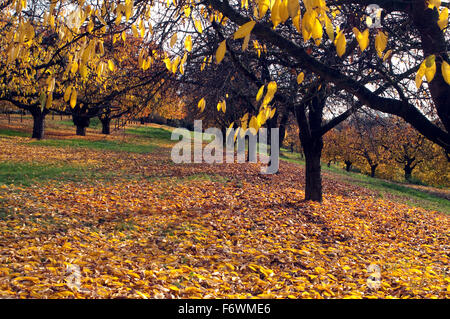 Herbstimpression, Kirschbaum, davina, Herbst Foto Stock