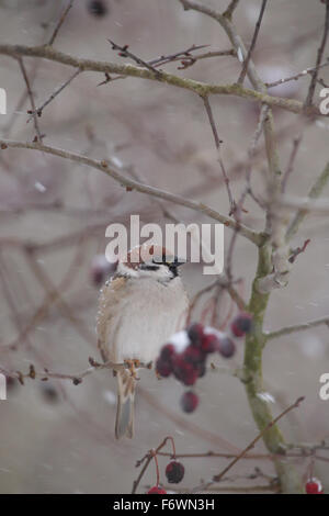 Tree Sparrow (Passer montanus) nella neve. Europa Foto Stock