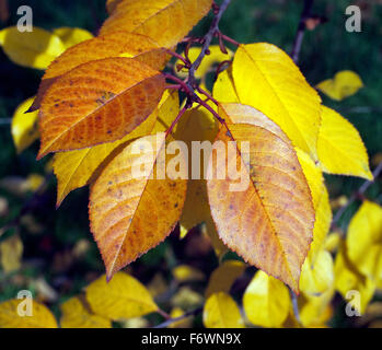 Herbstimpression, Kirschbaum, davina, Herbst Foto Stock