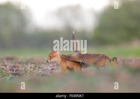 Rosso kit volpe (Vulpes vulpes). Europa Foto Stock