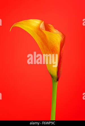 Arancione calla lily zantedeschia fiore, su sfondo rosso Foto Stock