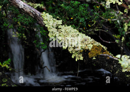 Moss-ramo cresciuto nella foresta pluviale, Caleta Escandallo, Tierra del Fuego, Cile Foto Stock