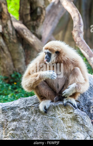 Un bianco settentrionale cheeked gibbon sedersi su una roccia e attaccare fuori la sua lingua Foto Stock