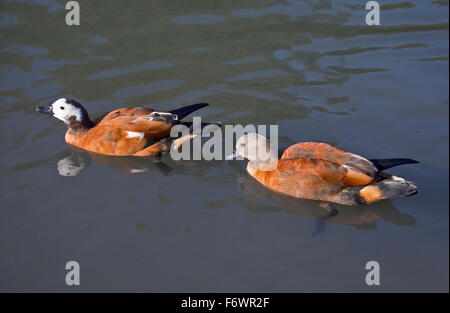 South African Shelducks (Tadorna cana) femmina e maschio Foto Stock