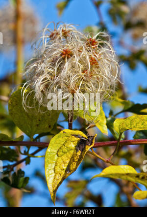 Uomo vecchio con la barba (Clematis vitalba) seedhead Foto Stock