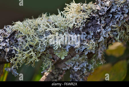 Licheni delle renne (Cladonia rangiferina) crescente su albero Foto Stock
