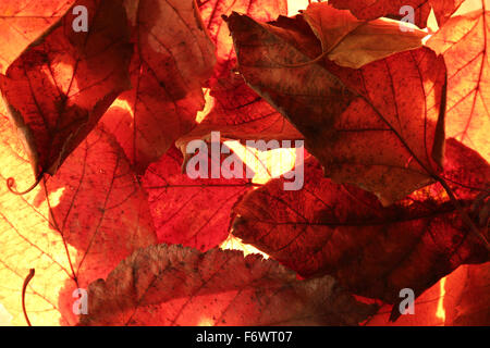 Retroilluminato con foglie di autunno Foto Stock