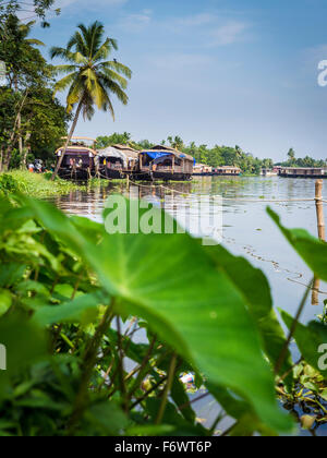 Casa barche su lagune, Kochi, Kerala, India Foto Stock