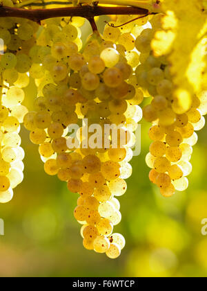 Canada, Ontario, Niagara-on-the-Lake, uve bianche mature sulla luce della vite dalla luce del sole. Uve da vigneto per la produzione di vino bianco. Foto Stock