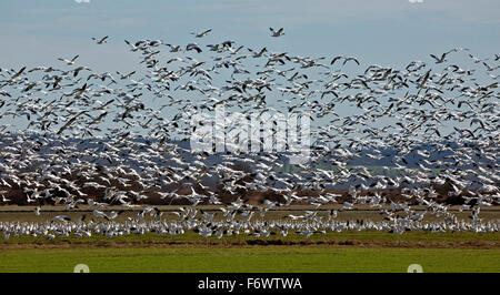 WASHINGTON - un gran numero di oche delle nevi disturbati quando un aquila calva vola attraverso un campo nelle vicinanze di Skagit Area faunistica. Foto Stock