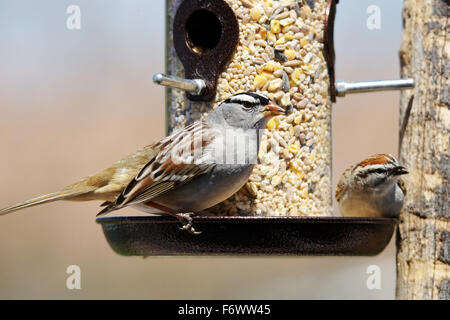 Bianco-incoronato sparrow, Zonotrichia leucophrys e scheggiature sparrow, Spizella passerina, la condivisione di un Bird Feeder Foto Stock