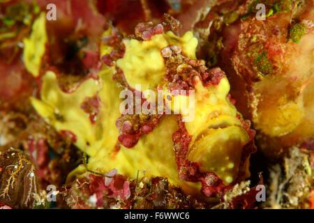 Antennarius maculatus, Wartskin o presenta verrucosa, rana pescatrice Rana pescatrice, Alor, Indonesia, Sawu Mare, Pantarstrait, Oceano Indiano Foto Stock