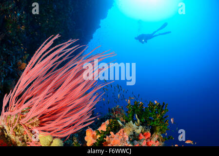 Cercidia Ellisella, Coralreef con mare di corallo a frusta e scuba diver, Alor, Indonesia, Pantarstrait, Oceano Indiano Foto Stock