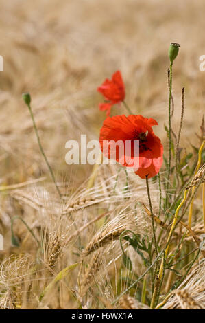 Il mais papavero (Papaver rhoeas) nel campo di orzo (Hordeum vulgare) Foto Stock