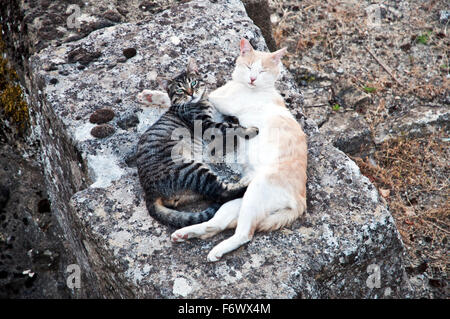 Due gatti di casa (Felis silvestris catus) posa e coccolare su una pietra calda in Francia del sud Europa Foto Stock
