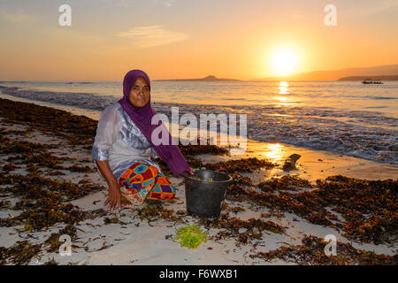 Donna indonesiano la raccolta di alghe per agar agar, Alor, Indonesia Foto Stock