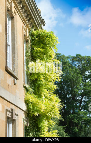 Un Glicine arrampicata su una Cotswold country house in tarda estate dopo la fioritura REGNO UNITO Foto Stock