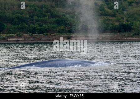 Balaenoptera musculus, balena blu sulla superficie dell'acqua, Arcipelago Alor, Indonesia, Sawu Mare, Pantarstrait, Oceano Indiano Foto Stock