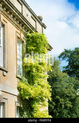 Un Glicine arrampicata su una Cotswold country house in tarda estate dopo la fioritura REGNO UNITO Foto Stock