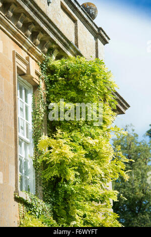 Un Glicine arrampicata su una Cotswold country house in tarda estate dopo la fioritura REGNO UNITO Foto Stock