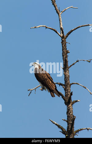 Falco pescatore (Pandion haliaetus) arroccato nella struttura ad albero Foto Stock