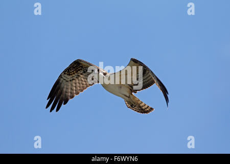 Falco pescatore (Pandion haliaetus carolinensis) in volo Foto Stock