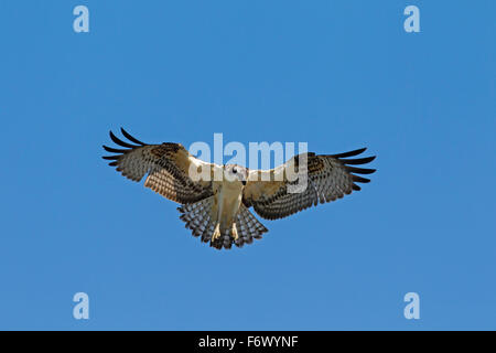 Falco pescatore (Pandion haliaetus) in volo, passando per cercare il pesce al di sotto di Foto Stock