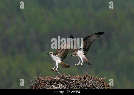 Falco pescatore (Pandion haliaetus) novellame sul nido con pesce in estate Foto Stock