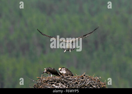 Falco pescatore (Pandion haliaetus) lo sbarco sul nido con due ragazzi in estate Foto Stock