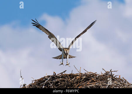 Falco pescatore (Pandion haliaetus) lo sbarco sul nido Foto Stock