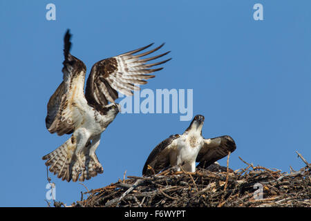 Falco pescatore (Pandion haliaetus) uccello adulto atterraggio sul nido con i giovani Foto Stock