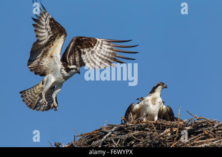 Falco pescatore (Pandion haliaetus) uccello adulto atterraggio sul nido con novellame Foto Stock