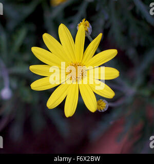 Giallo Daisy Closeup Foto Stock