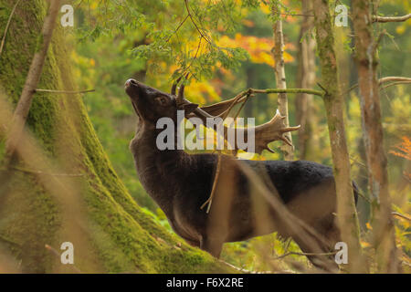 Maggese Buck durante la routine 2015. Foto Stock