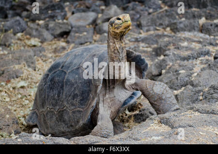 Una gigantesca tartaruga Galapagos (Chelonoidis nigra) dalla stazione di Ricerca Charles Darwin. Foto Stock