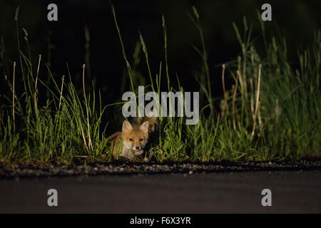 Due cuccioli di Red Fox / volpe ( Vulpes vulpes ) di notte, nascosto nell'erba alta lungo una strada, minacciate dal traffico automobilistico. Foto Stock