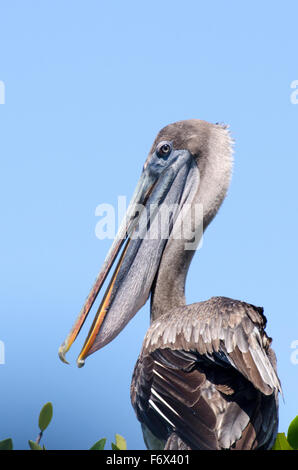 Close up di un pellicano marrone (Pelecanus occidentalis) Foto Stock