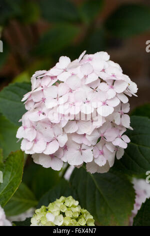 Rosa pallido tingono Hydrangea fiore. Foto Stock