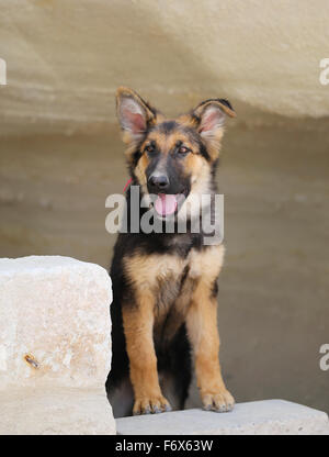 Bellissimo cucciolo di cane pastore fotografato vicino fino Foto Stock