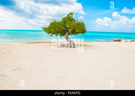 Divi divi tree ad Eagle Beach, Aruba, wind-scuplted struttura nativa, Mar dei Caraibi Foto Stock