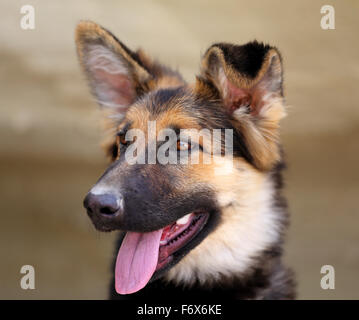 Bellissimo cucciolo di cane pastore fotografato vicino fino Foto Stock